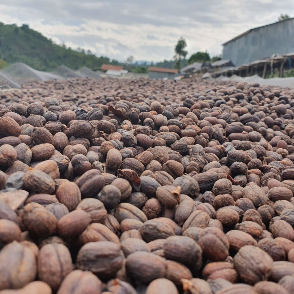 Grains de café bio équitables Éthiopie Sidamo 500 g